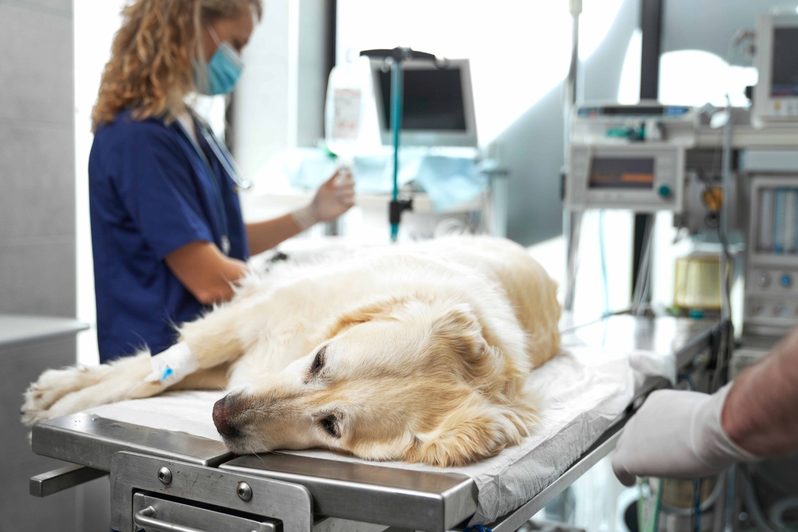 A Practical Guide to Veterinary Practice Funding and Financial Planning